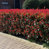 Green boutiQ - Setos de plantas - Photinia fraseri Carre Rouge - verde rojo - 6 plantas - 1 metro lineal - perenne - maceta 17cm altura 55cm