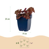 Heuchère Palace Purple - H 15-25 cm, pot Ø11 cm