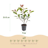 Kit haie Photinia Carré Rouge