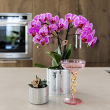 Set orchidée Vienna violette et succulente - cache-pots Disco - H 35 cm, pot Ø9 cm