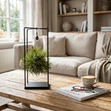 Tillandsia – Plante aérienne en décor | Ø 14 cm, Hauteur 37 cm