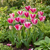 Tulipe Mata Hari - calibre 11/12