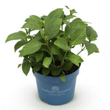 La Green Touch - Planta de Jardín - Hortensia Endless Summer Summer Love Red - Hortensia - Resistente al Invierno - Rojo - 1 Planta - Maceta 14cm - Altura 20-25cm