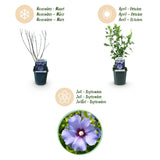 Green boutiQ - Planta de Jardín - Hibiscus syriacus Oiseau Blue - Hibiscus de Jardín - Resistente al Invierno - Azul - 3 Plantas - Maceta 17cm - Altura 45cm