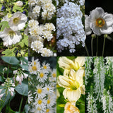 Kit de vivaces à fleurs blanches - 24 plants pour 3 m² - H 25 cm, pot Ø11 cm