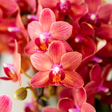 Orchidées surprise unies - 2 Phalaenopsis de même couleur - H 35 cm, pot Ø9 cm