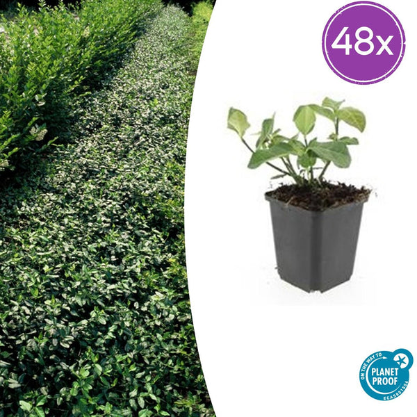 Fusain rampant Dart's Blanket en godet - Euonymus fortunei - H 10-25 cm, pot Ø9 cm