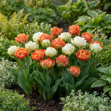 Tulipe Candle Light