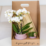 Orchidée Phalaenopsis rose-violet Mineral Frederikstad et succulente - coffret Allure violet - pot Ø9 cm