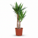 Yucca Elephantipes – Palmier yucca | Pot 21 cm
