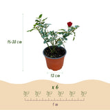 Green boutiQ - Rosa de Jardín - Rosa Rote The Fairy - Rosal - Resistente al Invierno - Rojo - 3 Plantas - Maceta 12cm - Altura 20-25cm