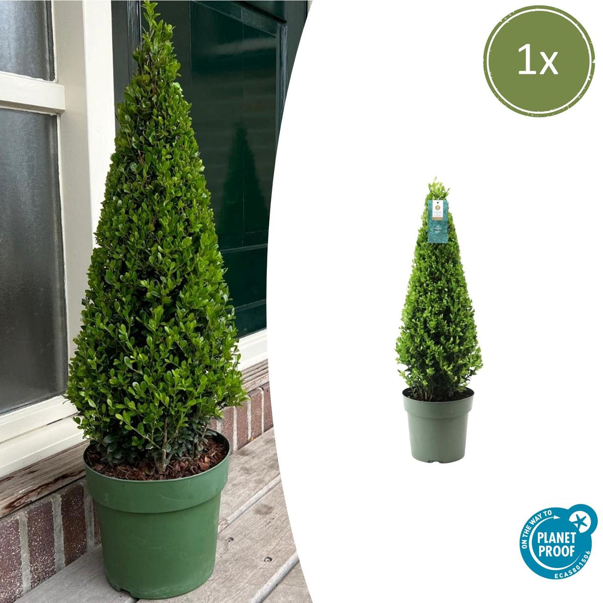 Houx du Japon en pyramide - Ilex crenata - H 55 cm, pot Ø21 cm