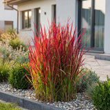 Imperata Red Baron - Herbe sanglante du Japon - H 15-25 cm, pot Ø11 cm