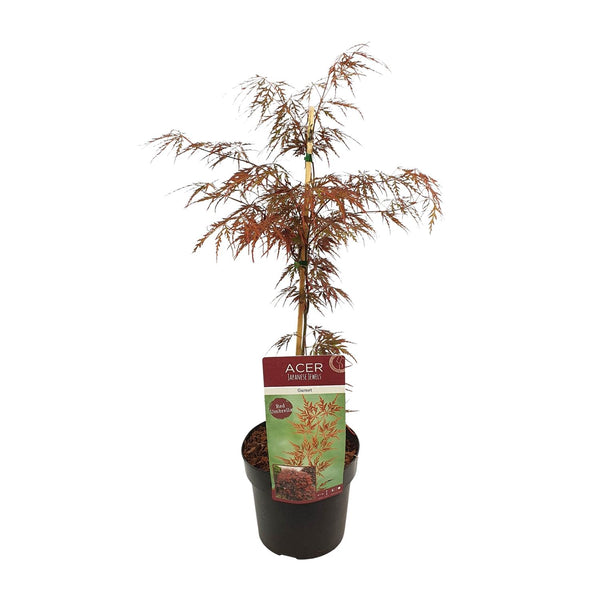 Érable du Japon Garnet - Acer palmatum Dissectum