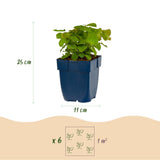 Fleur des elfes Frohnleiten - Epimedium x perralchicum - H 15-25 cm, pot Ø11 cm