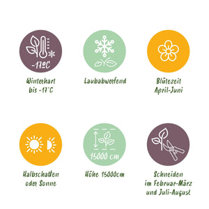 Glycine Prolific – Lot de 1 – Pot 11 cm – Hauteur 40 cm