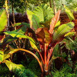 Bananier d'Abyssinie rouge Maurelii - Ensete ventricosum - 6 plants - H 30 cm, pot Ø12 cm