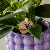 Set orchidée Lausanne blanche et plante verte - cache-pots Poppy violet - pots Ø9 et 12 cm