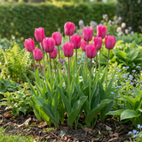 Tulipe triomphe rose