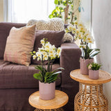Orchidées Phalaenopsis blanches Blossom Lausanne - lot de 2 ou 4 - pot Ø9 cm