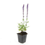 Sauge des bois Caradonna en godet - Salvia nemorosa - H 10-25 cm, pot Ø9 cm - photo 3