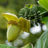 Bananier du Japon - Musa basjoo - 4 plants