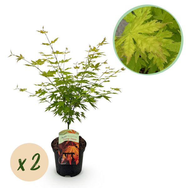 Érables du Japon Orange Dream - 2 plants