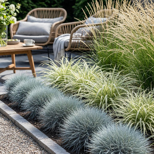 Graminées variées – Lot de 3 – Pot 17 cm – Hauteur 50 cm