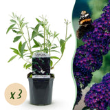La Green Touch - Planta de Jardín - Buddleja davidii Black Night - Arbusto de Mariposas - Resistente al Invierno - Flores Púrpuras - 3 Plantas - Maceta 17cm - Altura 45cm