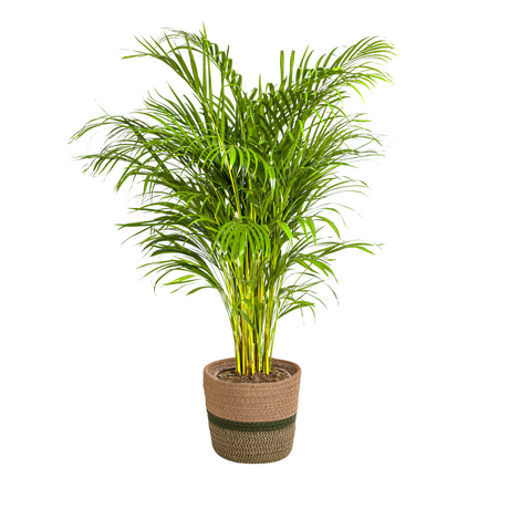 Palmier Aréca avec cache-pot