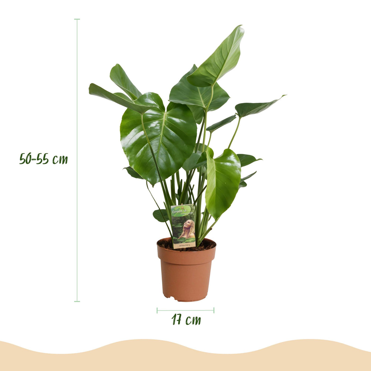 Monstera Deliciosa – Plante trouée | Pot 17 cm, Hauteur 50-55 cm