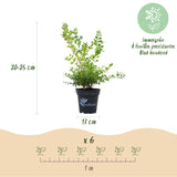 La Green Touch - Seto de Buxus - BetterBuxus Babylon Beauty - Resistente al hongo del Buxus - 12 plantas - 2 metros lineales - maceta 13cm altura 30-35