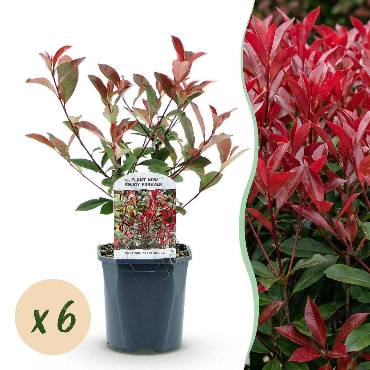 Green boutiQ - Setos de plantas - Photinia fraseri Carre Rouge - verde rojo - 6 plantas - 1 metro lineal - perenne - maceta 17cm altura 55cm