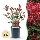 Green boutiQ - Setos de plantas - Photinia fraseri Carre Rouge - verde rojo - 6 plantas - 1 metro lineal - perenne - maceta 17cm altura 55cm