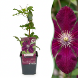 Clématite Rouge Cardinal - 4 plants