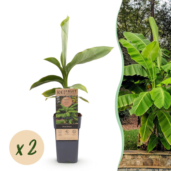 Bananier du Japon - Musa basjoo - 2 plants