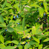 Camérisier Kamchatika - Lonicera caerulea - 2 plants - H 50 cm, pot Ø15 cm