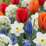 Mélange de bulbes à fleurs de Hollande - 1000 bulbes