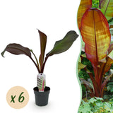 Bananier d'Abyssinie rouge Maurelii - Ensete ventricosum - 6 plants - H 30 cm, pot Ø12 cm
