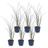Eulalie Gracillimus - Miscanthus sinensis - H 15-25 cm, pot Ø11 cm - photo 2