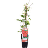 Clématite Hagley Hybrid - Clématite à grandes fleurs - H 65 cm, pot Ø15 cm