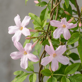 Jasmin rose - Jasminum × stephanense - H 35 cm, pot Ø9 cm - photo 3