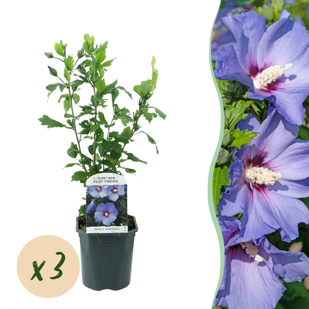 Green boutiQ - Planta de Jardín - Hibiscus syriacus Oiseau Blue - Hibiscus de Jardín - Resistente al Invierno - Azul - 3 Plantas - Maceta 17cm - Altura 45cm
