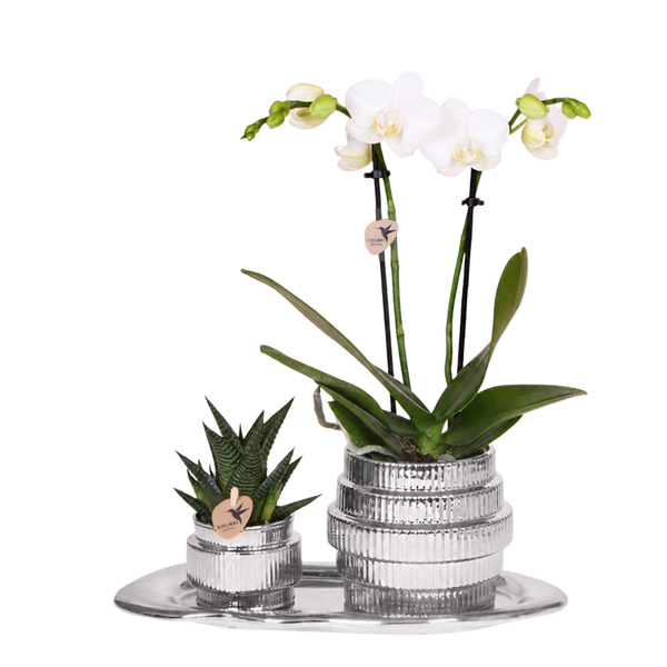 Orchidée Phalaenopsis blanche Mineral Amabilis et succulente - coffret Allure Shiny argent - pot Ø9 cm