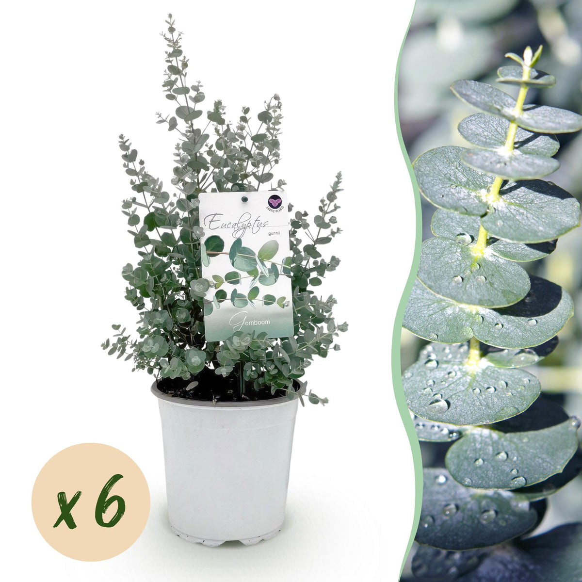 Eucalyptus gunnii - 6 plants - H 40 cm, pot Ø17 cm