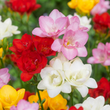 Freesia double parfumé en mélange - 160 bulbes