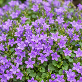 Campanule des murs - H 15-25 cm, pot Ø11 cm
