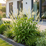 Persicaire Alba - Persicaria amplexicaulis - H 15-25 cm, pot Ø11 cm