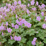 Géranium vivace Czakor - H 15-25 cm, pot Ø11 cm