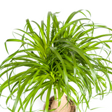Beaucarnea Recurvata - Tronc avec cache-pot